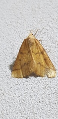 Aspitates ochrearia