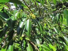 Salacia leptoclada