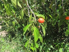 Salacia leptoclada
