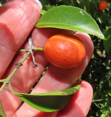 Salacia leptoclada