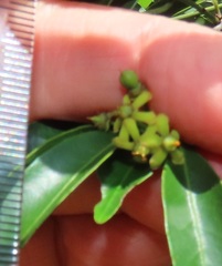 Salacia leptoclada