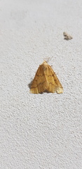 Aspitates ochrearia