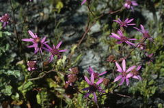Senecio speciosus