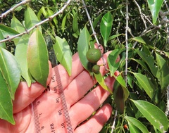 Salacia leptoclada