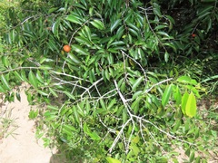 Salacia leptoclada