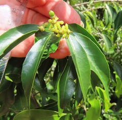 Salacia leptoclada