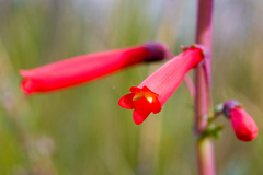 Penstemon centranthifolius