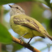 Yellow-crowned Tyrannulet - Photo (c) Jeff Harding, some rights reserved (CC BY-NC), uploaded by Jeff Harding