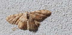 Scopula luridata