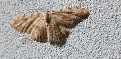 Scopula luridata