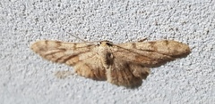 Scopula luridata