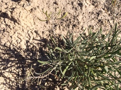 Nerisyrenia linearifolia