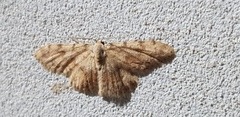 Scopula luridata