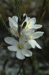 Ixia polystachya