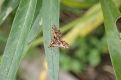 Diasemia grammalis
