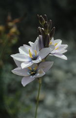 Ixia polystachya
