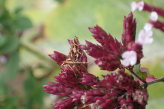 Diasemia grammalis
