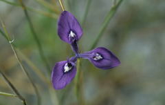 Moraea tripetala