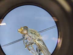 Brachyopa vacua