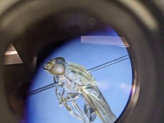 Brachyopa vacua