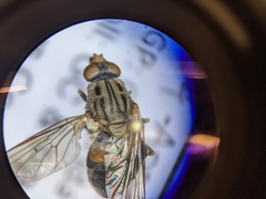 Brachyopa vacua