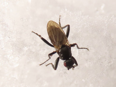 Macrochelidae