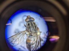 Brachyopa vacua