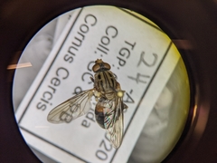 Brachyopa vacua