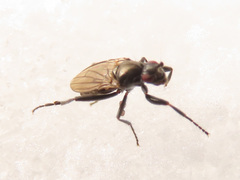 Macrochelidae