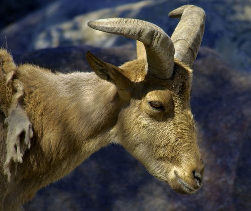 Solid Brass Goat, Alpine Goat, Mountain Goat, Horn, Scurs, Mammal