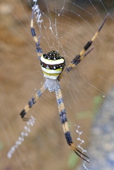 Argiope versicolor