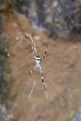 Argiope versicolor