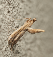 Lineodes elcodes