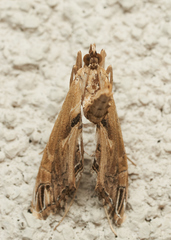 Lineodes elcodes