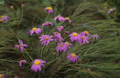 Senecio grandiflorus