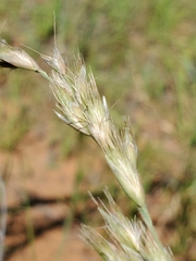 Schmidtia pappophoroides