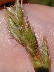 Schmidtia pappophoroides
