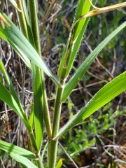 Schmidtia pappophoroides