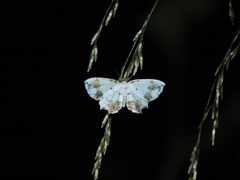 Eversmannia exornata