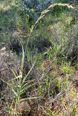 Schmidtia pappophoroides