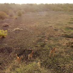 Giraffa camelopardalis antiquorum