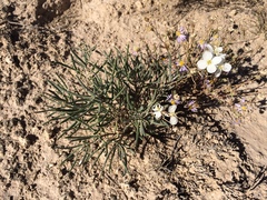 Nerisyrenia linearifolia