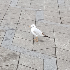 Chroicocephalus ridibundus