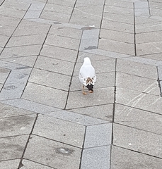 Chroicocephalus ridibundus