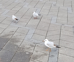 Chroicocephalus ridibundus