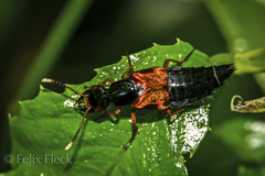 Mysolius chalcopterus