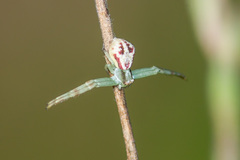 Mecaphesa dubia