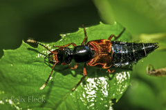 Mysolius chalcopterus