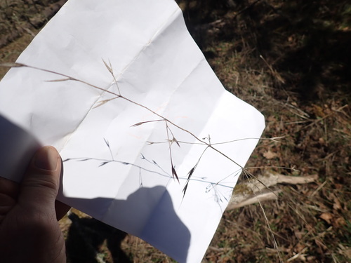 California Brome foliage