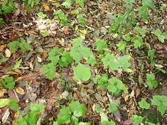 Eriocapitella × hybrida